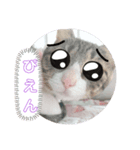キジシロちゃんスタンプ（個別スタンプ：7）