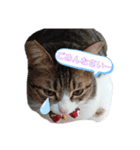 キジシロちゃんスタンプ（個別スタンプ：8）