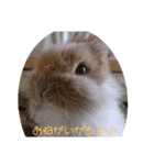 うさぎの邏流（個別スタンプ：1）