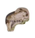 うさぎの邏流（個別スタンプ：2）