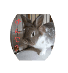 うさぎの邏流（個別スタンプ：5）