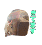 りんたろうスタンプ 1（個別スタンプ：37）