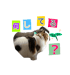 ロワくんとノルくんの仲良しTimes part2（個別スタンプ：18）
