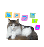 ロワくんとノルくんの仲良しTimes part2（個別スタンプ：20）