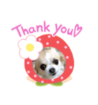 チワワのももこ（個別スタンプ：1）