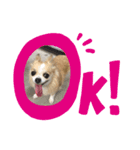 チワワのももこ（個別スタンプ：5）
