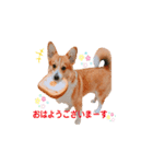 Happy Corgi Mr.PEACE 〜ピース君の日常〜（個別スタンプ：2）