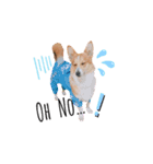 Happy Corgi Mr.PEACE 〜ピース君の日常〜（個別スタンプ：11）