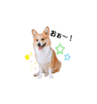 Happy Corgi Mr.PEACE 〜ピース君の日常〜（個別スタンプ：16）