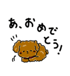 トイプードルのお祝いスタンプ（個別スタンプ：1）