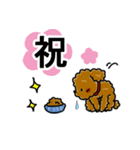トイプードルのお祝いスタンプ（個別スタンプ：5）