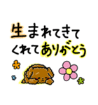 トイプードルのお祝いスタンプ（個別スタンプ：7）