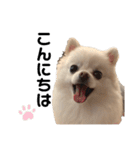 西村家のくぅちゃん♡（個別スタンプ：10）