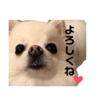西村家のくぅちゃん♡（個別スタンプ：36）