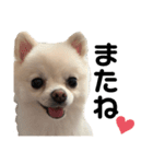 西村家のくぅちゃん♡（個別スタンプ：37）