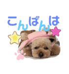 トイプードル めるちゃんです（個別スタンプ：3）
