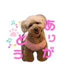 トイプードル めるちゃんです（個別スタンプ：4）