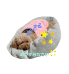 トイプードル めるちゃんです（個別スタンプ：6）