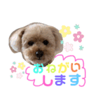 トイプードル めるちゃんです（個別スタンプ：9）