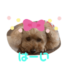 トイプードル めるちゃんです（個別スタンプ：11）