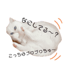 mokamame（個別スタンプ：6）