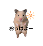キンクマハムスターぽてこ（個別スタンプ：1）