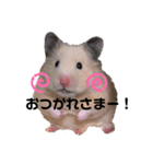 キンクマハムスターぽてこ（個別スタンプ：2）