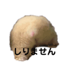 キンクマハムスターぽてこ（個別スタンプ：3）