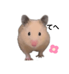 キンクマハムスターぽてこ（個別スタンプ：4）