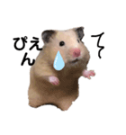 キンクマハムスターぽてこ（個別スタンプ：5）