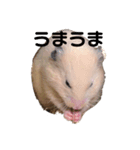 キンクマハムスターぽてこ（個別スタンプ：6）