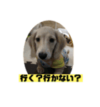 ししまるスタンプ2（個別スタンプ：3）
