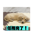 ししまるスタンプ2（個別スタンプ：4）