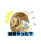 ししまるスタンプ2（個別スタンプ：6）