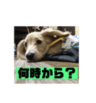 ししまるスタンプ2（個別スタンプ：7）