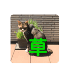 うちの猫でっせ③（個別スタンプ：2）