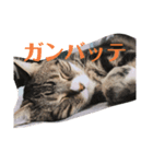 うちの猫でっせ③（個別スタンプ：5）