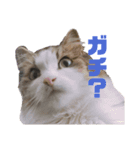 うちの猫でっせ③（個別スタンプ：6）