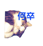 うちの猫でっせ③（個別スタンプ：7）