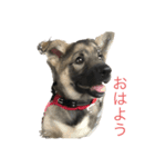 アラン君げんき（個別スタンプ：1）