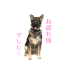 アラン君げんき（個別スタンプ：5）