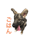 アラン君げんき（個別スタンプ：11）