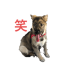 アラン君げんき（個別スタンプ：15）