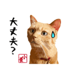 小麦のご挨拶（日常編）（個別スタンプ：11）