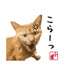 小麦のご挨拶（日常編）（個別スタンプ：15）