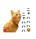 小麦のご挨拶（日常編）（個別スタンプ：30）
