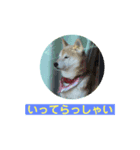 柴犬HAL_ONE（個別スタンプ：6）