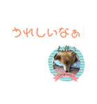 柴犬HAL_ONE（個別スタンプ：7）