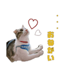 うちのもっちゃんはかわええ♡（個別スタンプ：1）