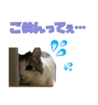 うちのもっちゃんはかわええ♡（個別スタンプ：4）